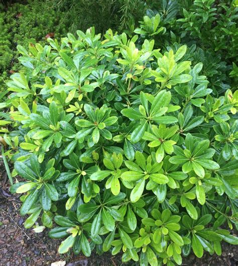 Pittosporum tobira 'Wheeler's Dwarf' - Xera Plants