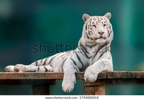 White Tiger Black Stripes Laying Down Stock Photo 1744080818 | Shutterstock