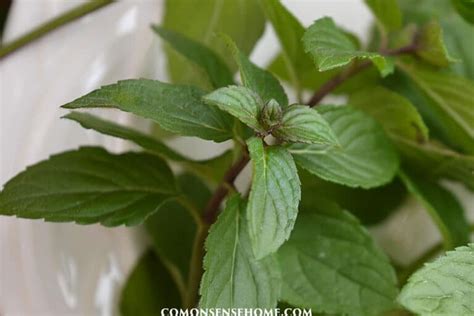 How to Use Mint Leaves for Food, Medicine, & More