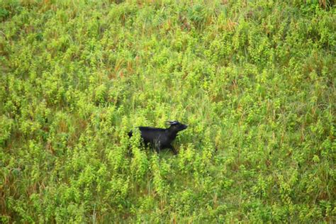 Rangers protecting Philippine tamaraws go hungry as pandemic bites