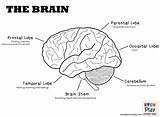 Brain Diagram Coloring Page Sketch sketch template