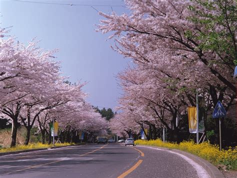 Cherry Blossom Festivals Korea 2016