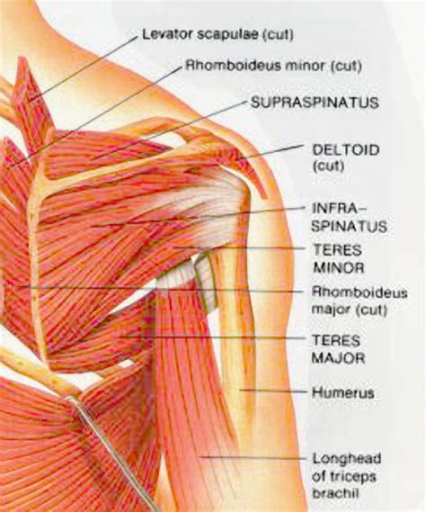 muscles of the shoulder posterior - ModernHeal.com