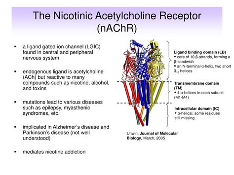 PPT - Molecular Modelling Studies of the Nicotinic Acetylcholine Receptor PowerPoint ...