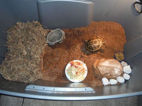 Russian tortoise indoor tank habitat | Reptiles. | Pinterest