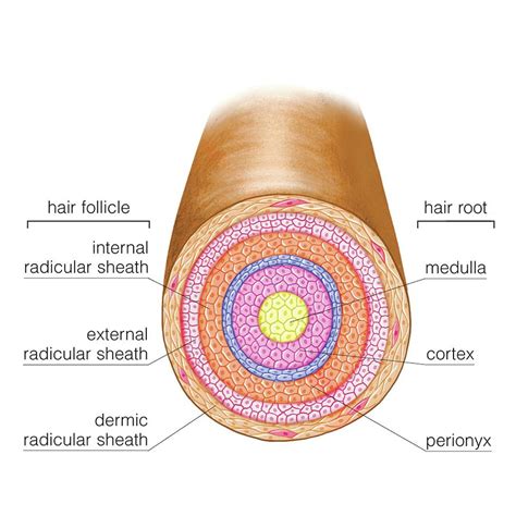 Hair Follicle Anatomy Diagram