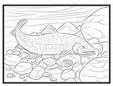 Rainbow Trout Drawing Sketch Coloring Page sketch template