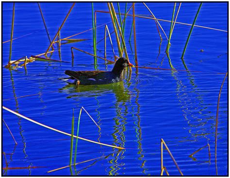 Walk With Father Nature: Photo Haiku - Bird Series