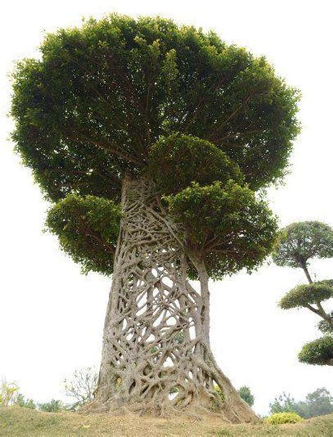 28 Incredibly Unique Trees From Around The World | Weird trees, Unique trees, Trees to plant