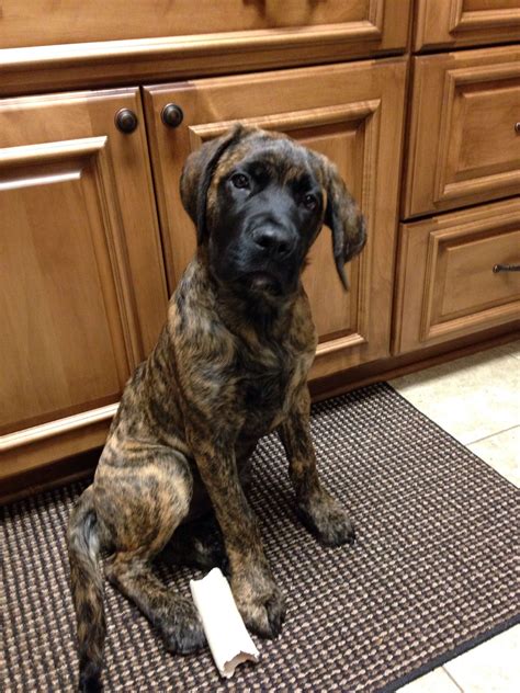 Pin by Frank Tillman II on Pets | Brindle english mastiff, Mastiffs, Mastiff dogs