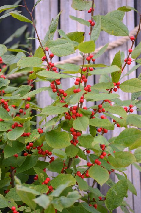 Ilex verticillata Winterberry Holly | Prairie Moon Nursery