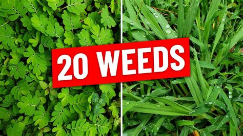 Identify 20 Weeds in the Lawn Plus Weed Control Tips - YouTube