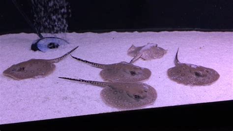 Freshwater Aquarium Stingray • (Types, Tank Size & Breeding)