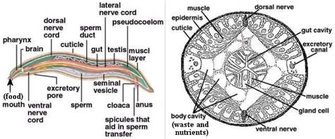 Roundworm Structure