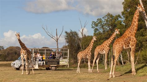 Werribee Open Range Zoo, Attraction, Melbourne, Victoria, Australia