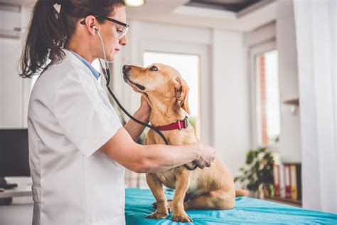 10 Best Master’s in Veterinary Medicine 2020 - College Rank