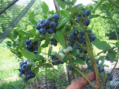 Hannah's Choice Highbush Organic Blueberry Plant - Backyard Berry Plants