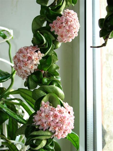 Hindu Rope Plant - Care & Growing Guide