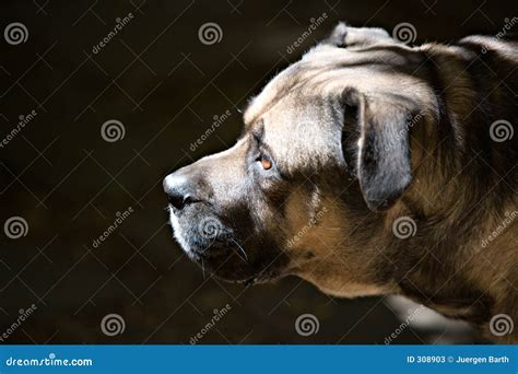 Boerboel stock image. Image of africa, artistic, isolation - 308903