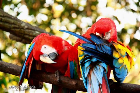 penjagaan haiwan peliharaan: Burung Kakak Tua