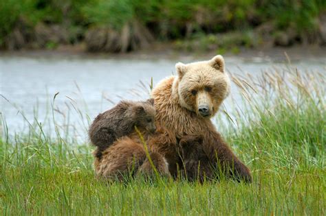 Brown bears in Lake Clark National Park, Alaska image - Free stock photo - Public Domain photo ...