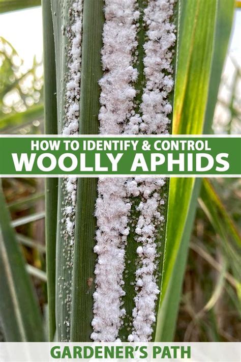 How to Identify and Control Woolly Aphids | Gardener’s Path