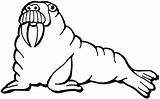 Walrus Coloring Page Pages sketch template