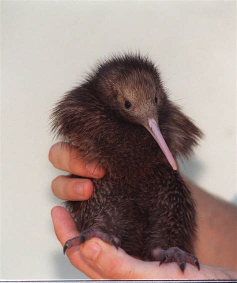 Meet The Elephant Bird, A Giant, Extinct Ostrich-Like Creature