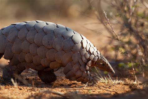 Uganda fights to stop pangolin poaching – The Mail & Guardian