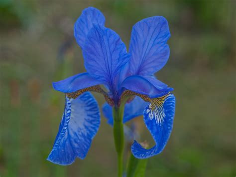 Blue iris download free - horizonstashok