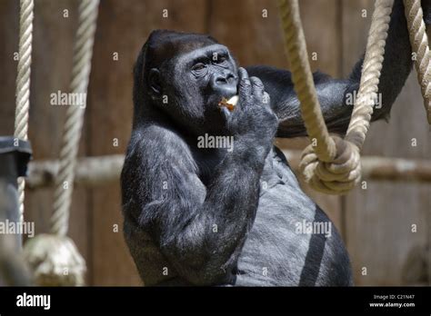 Anthropoid hanging around and eating apple Stock Photo - Alamy