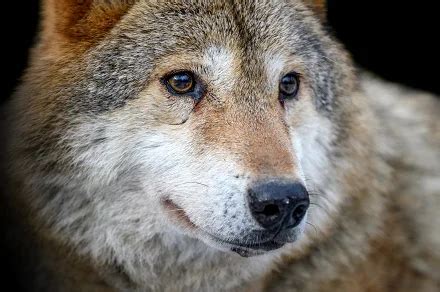 wolf eyes close up Animal Stock Photos | Creative Market