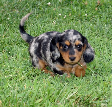 Pin on My Puppies | Dapple dachshund, Dachshund love, Weiner dog