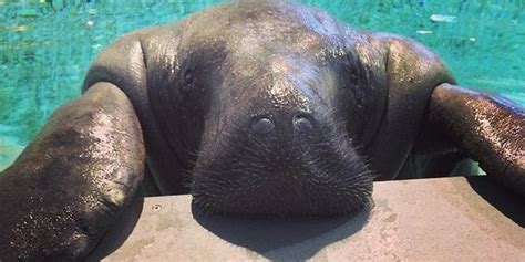 Snooty The Manatee To Celebrate 66th Birthday, Remains As Important And ...