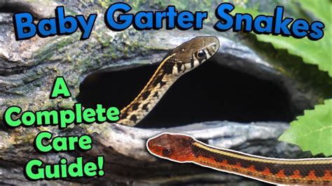 How to Care for Baby Garter Snakes! – HousePetsCare.com