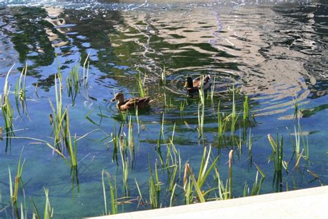 Botanical Garden's Duck pond. | Duck pond, Botanical gardens, Pond