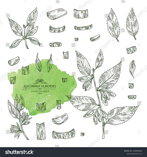 Collection Eucommia Ulmoides Eucommia Plant Leaves Stock Vector ...