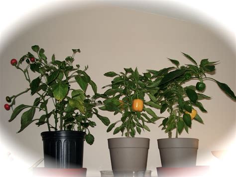 Bumble Lush Garden: Almost Indoor Pepper Garden