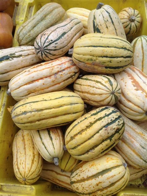 The Best Ideas for Winter Squash Types – Best Round Up Recipe Collections