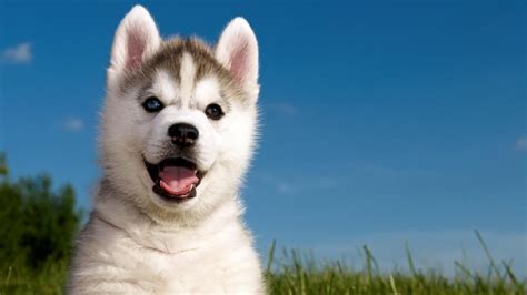 Husky puppy with different colored eyes - backiee