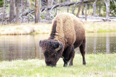 Bison By Water Photograph by Steve McKinzie | Fine Art America