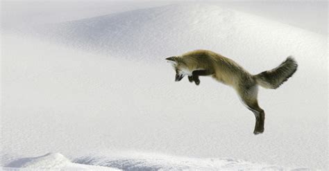 A Fox Is Jumping On The Snow Wallpapers HD / Desktop and Mobile Backgrounds