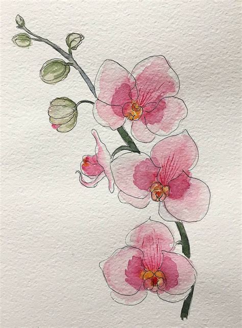 Watercolor dibujo de Flores hecho a Acuarelas - watercolor de Calidad en 2022 | Orquideas dibujo ...