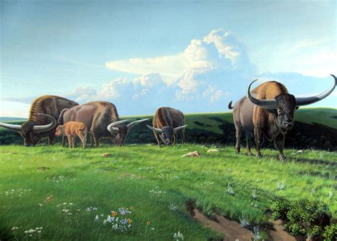 North American Megafauna | Bison latifrons Prehistoric Wildlife ...