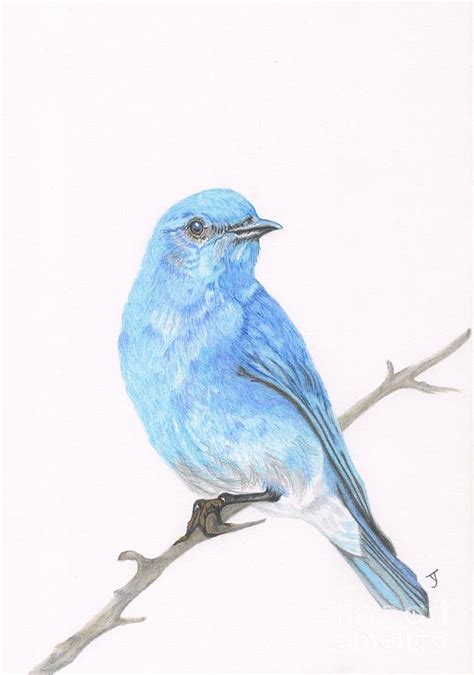 Mountain Bluebird Drawing by Yvonne Johnstone - Pixels