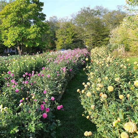 Instagram-worthy flower fields in cottage country - Cottage Life