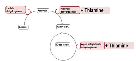 emDOCs.net – Emergency Medicine EducationThiamine Deficiency: Pearls ...