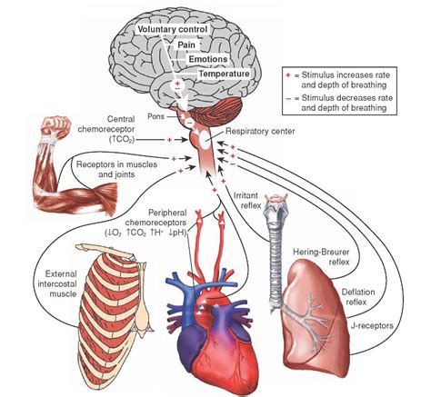 Airway Anatomy and Physiology (Clinical Essentials) (Paramedic Care) Part 3