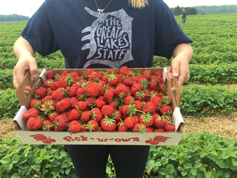 Strawberry Picking in Michigan: Why You Should Go & Tips For When You Do | A Healthier Michigan