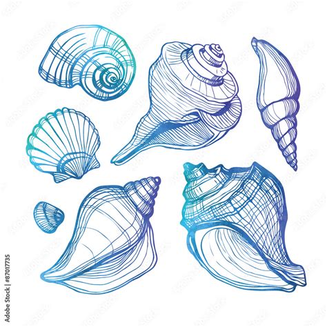 Vector set with sea shell isolated on white. Vector illustration ...